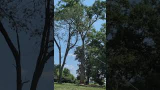 Cherry tree gets bombed by a massive oak tree [upl. by Yerga98]