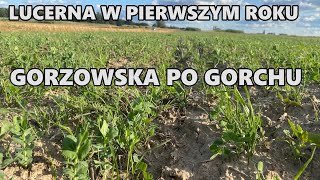 MIESZANKA GORZOWSKA DOBRZE ROKUJE  LUCERNA SIĘ MĘCZY  DLACZEGO [upl. by Halil]