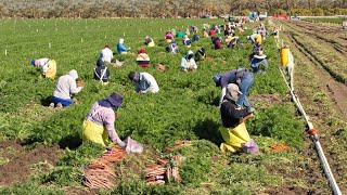 Harvest Delights in Rural Yunnan A Culinary Feast of Autumn Bounty 【Dianxixiaoge】 [upl. by Kauppi]