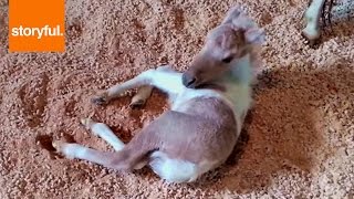 Cute Baby Horse Loves Rolling In New Bedding [upl. by Nasas412]