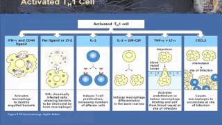 T Cell Effector Function Part 1  TH 1 and 2 in Granulomatous Infection Autoimmunity and Allergy [upl. by Tehr]