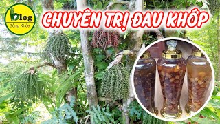 Tác dụng trị bệnh của cây đủng đỉnh  trị được nhiều bệnh hơn bạn nghĩ [upl. by Barina]