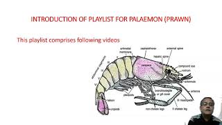 Introduction and structure of Prawn [upl. by Aserat]