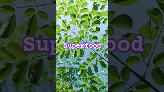 Moringa oleifera superfood slowliving botanikamalaya [upl. by Katrina]