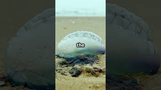 5 Shocking Facts About the Portuguese Man O War 2024 10 20 2 [upl. by Koziarz351]