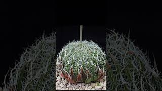 Haworthia Arachnoidea Setata suculentas [upl. by Keli]