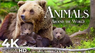 Cute Animals 4K  Most Animal Families with Relaxing Music  Ultra HD Relaxation Film [upl. by Sorvats420]