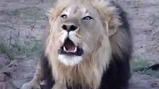 Lion sound of gir India  Asiatic lion roaring [upl. by Naitsihc]