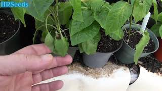 ⟹ How to hardening off pepper tomato plants in a greenhouse 2019 [upl. by Cathlene945]