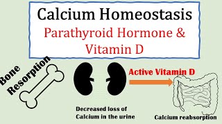 Calcium homeostasis Parathyroid hormone and Vitamin D [upl. by Oisorbma]