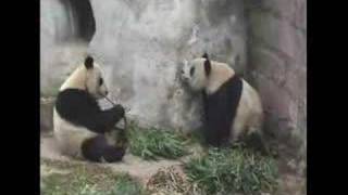 Pelea de Pandas Gigantes en Chengdu [upl. by Sabra]