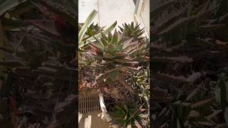 Aloe brevifolia MillАлоэ коротколистноеshorts [upl. by Aikemet216]