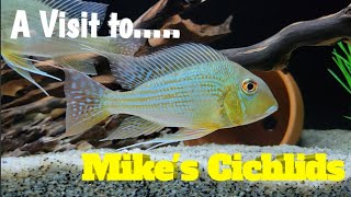 A Visit To    MIKES CICHLIDS Geophagus and more [upl. by Fleece841]