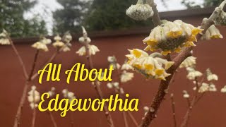 Edgeworthia Flowers Fragrance Form and Fiber [upl. by Tavish475]