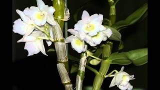 Lorchidée Dendrobium nobile Timelapse [upl. by Neenwahs43]