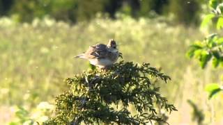 Alauda arvensis Eurasian Skylark [upl. by Atinas110]