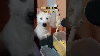 TIRADOR NG KROPEK husky vlogger pets [upl. by Jerrilyn]