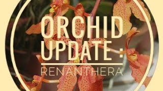 Quick orchid update  renanthera imschootiana x monachica x monachica [upl. by Valonia]