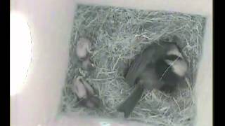 House wren attacks Chickadee nest box with chicks [upl. by Cavallaro94]