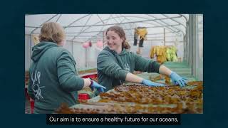 Seagrass meadows and native oysters restoration [upl. by Harutak]