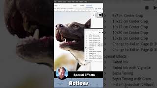 From Zero to Hero How to Use the Actions Panel in Photoshop Elements Explained [upl. by Mcginnis647]