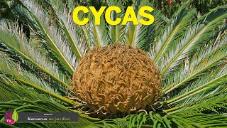 CYCAS ET CYCADACÉES DE TRÈS ÉTONNANTS FAUX PALMIERS QUI ONT TRAVERSÉ LES ÂGES SANS PRENDRE UNE RIDE [upl. by Zebadiah864]