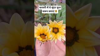 Gazania Flowering Plant 🌻 गजनिया सुंदर फूलों वाला पौधा अभी जरूर लगाएं 🥰 shorts [upl. by Dovev]