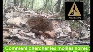 Comment chercher les morilles noires [upl. by Assyn]