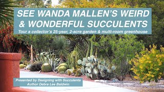 See Wanda Mallens Weird amp Wonderful Succulents [upl. by Ellinad308]