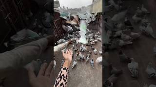 Aada zinda aada mara hua pet mila 😢pigeon shorts cat dog pets minivlog kabutar birds [upl. by Ttenaej]