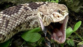 Rattlesnake Eats Baby Alligator 02  Dangerous Animals in Florida  Time Lapse x2 [upl. by Naret]