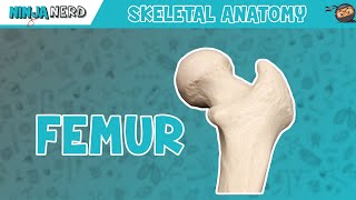 Femur Anatomy [upl. by Anelrahc]