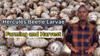 Hercules beetle larvae farming and harvest [upl. by Emalee]