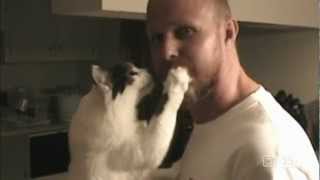 Katten  De 25 meest hilarische home videos [upl. by Anitnelav818]