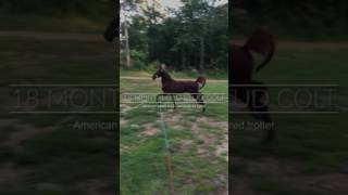 quotPeter Panquot 18 months old showing off a fancy trot American Saddlebred  standardbred trotter [upl. by Corella502]