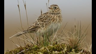 Skylark 1h bird sound [upl. by Loginov]