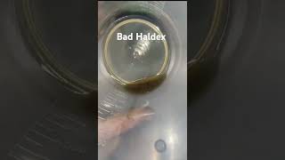 Why You Should Service Your Haldex rs3 automobile haldex [upl. by Dania]