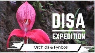 Disa Orchid Expedition Disa uniflora [upl. by Yhtak]