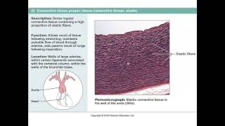 Chapter 4 Lecture D Types of Connective Tissue [upl. by Ingaberg445]