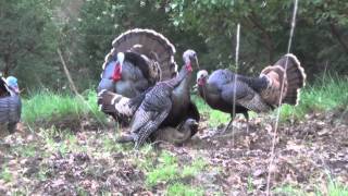 TURKEY SEASON OPENING DAY  Raw Footage [upl. by Iaka]