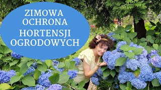 Jak zabezpieczyć hortensje ogrodowe na zimę Kiedy okrywać i jak przycinać hortensję ogrodową [upl. by Kenimod]