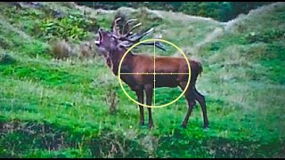 Hunting Red deer with 243 Win neckshot 132 meters for venison in NZ part 116 Ep 1 [upl. by Attirb]