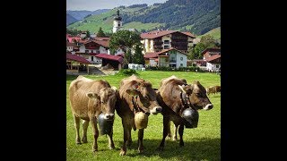 Almabtrieb TannheimerTal 2192018 [upl. by Arretak]