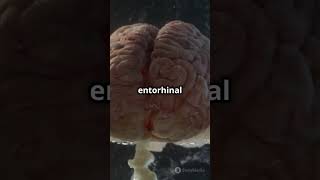 The Brains GPS How the Entorhinal Cortex Navigates 🗺️🧠 [upl. by Ecenaj]