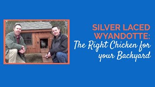 Silver Laced Wyandotte The Right Chicken for your Backyard [upl. by Nachison]