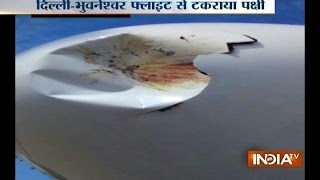 Bird Hits Vistara Flight All Passengers Safe [upl. by Patnode]