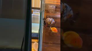 Goldfish Breeding Behavior shorts [upl. by Llerral]