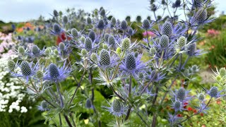 Eryngium Victory Blue sea holly  FarmerGracycouk [upl. by Ztirf541]