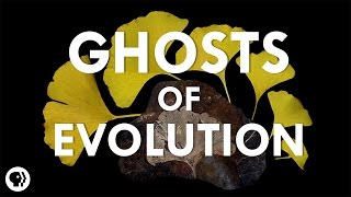 Ghosts of Evolution [upl. by Anialahs683]