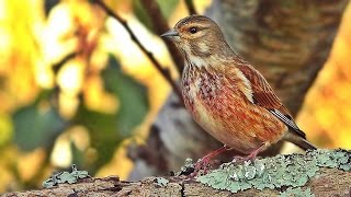 Linnet Bird in My March Garden [upl. by Attenov]